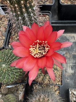 Lobivia grandiflora